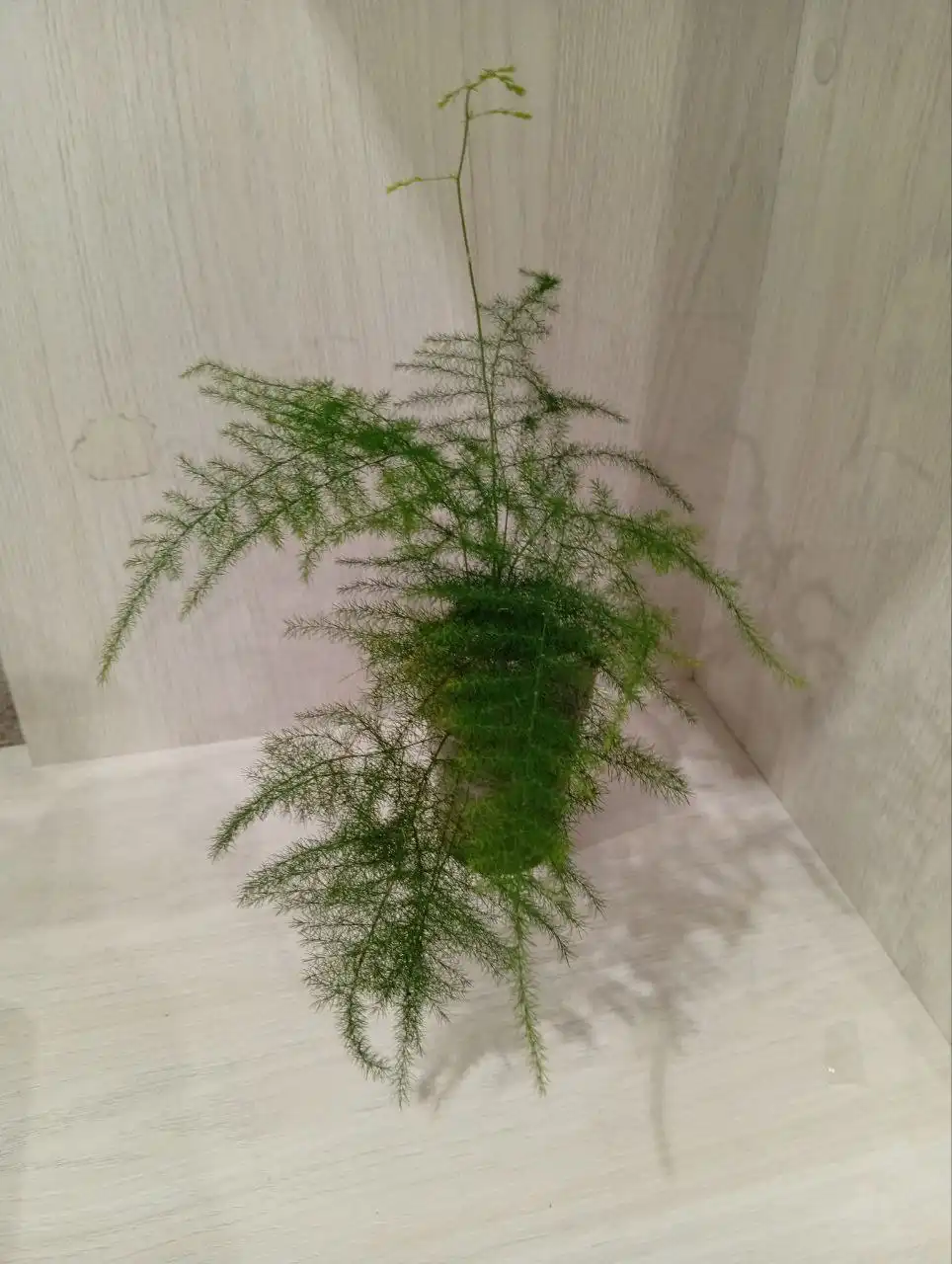 Аспарагус перистый