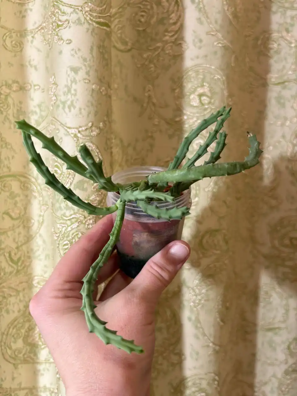 Стапелия комнатное растение