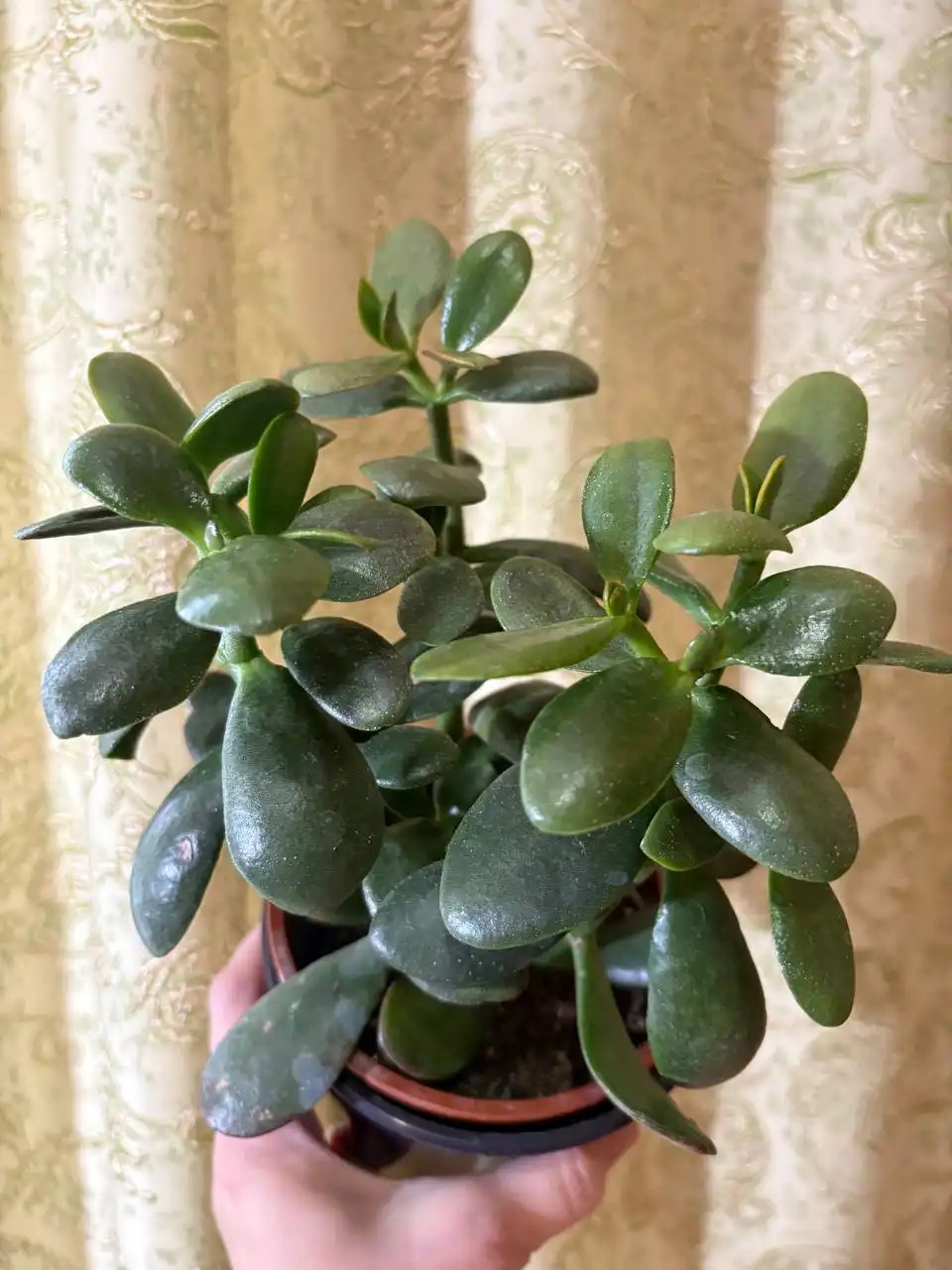 Крассула (Толстянка)