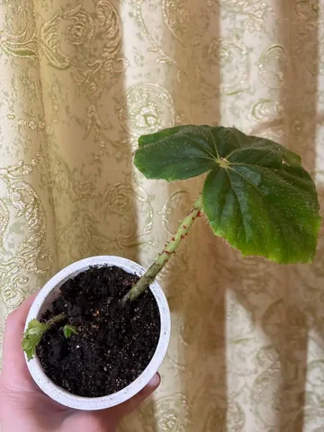 Бегония бошчевиковидная в Оренбурге - частное объявление в Оренбург