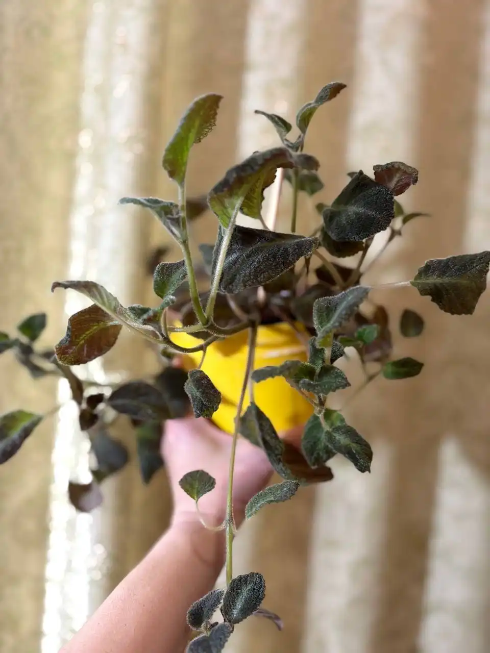 Продажа комнатного растения Эписция