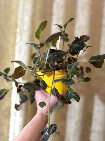 Продажа комнатного растения Эписция - частное объявление в Оренбург