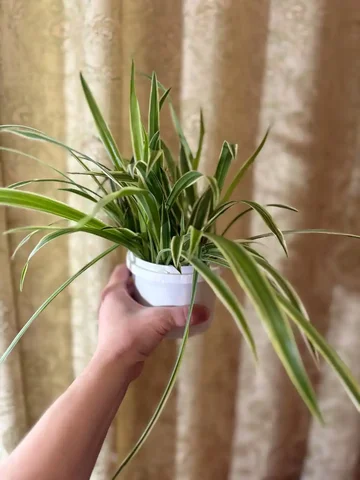 Хлорофитум, пучок с корнями - частное объявление в Оренбург