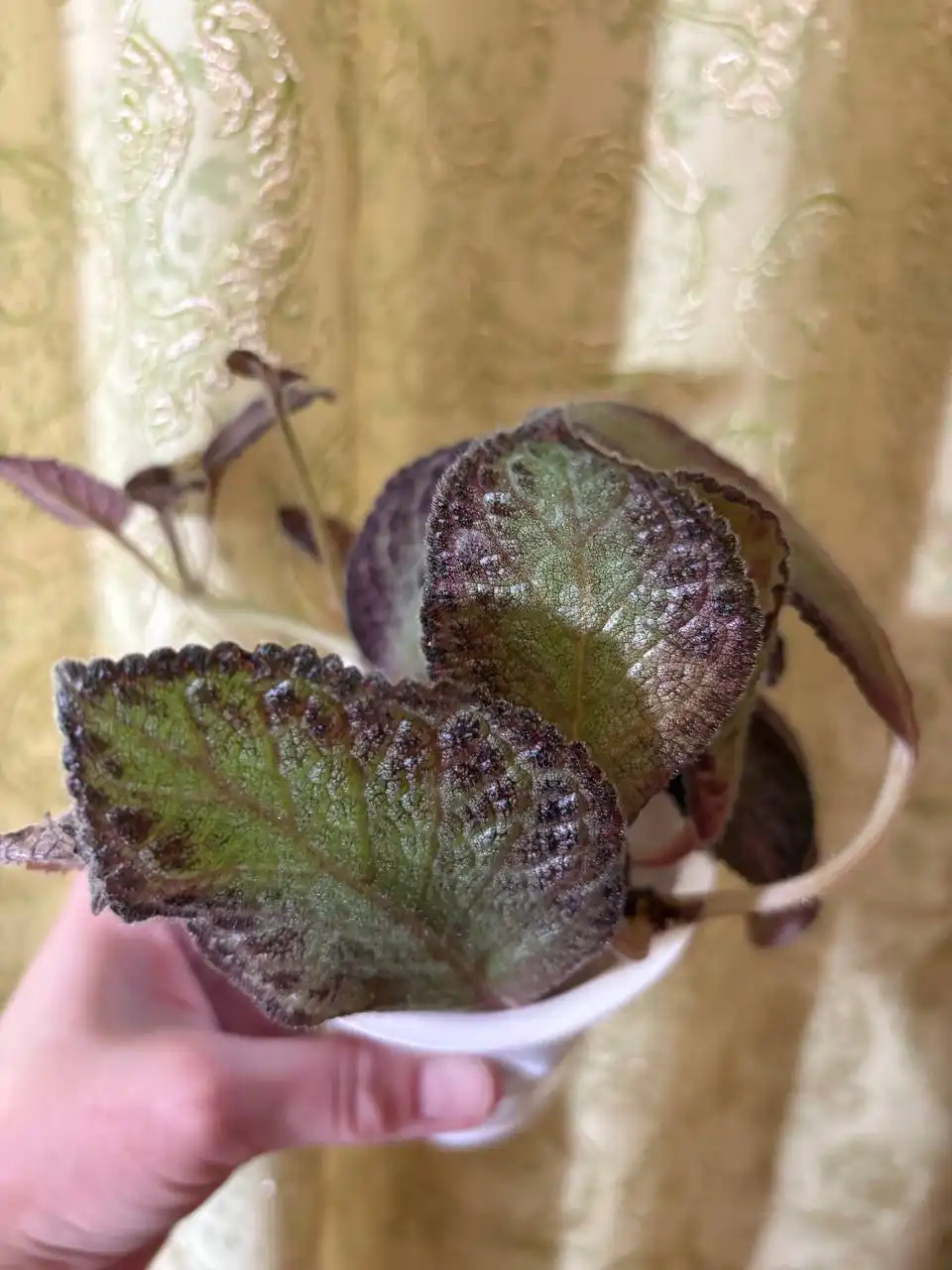 Эписции на укоренении в воде