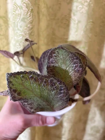 Эписции на укоренении в воде - частное объявление в Оренбург