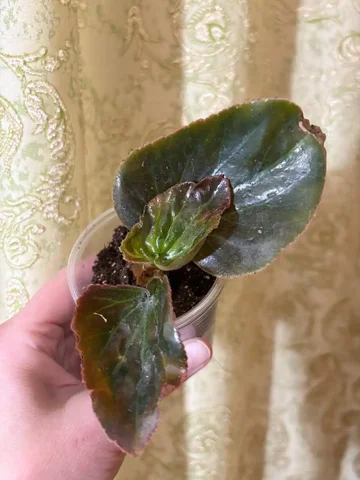 Бегония вечноцветущая крупного сорта - частное объявление в Оренбург