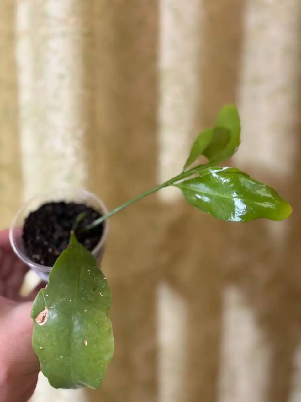 Продажа комнатного растения Эпифиллум (Ночная красавица)