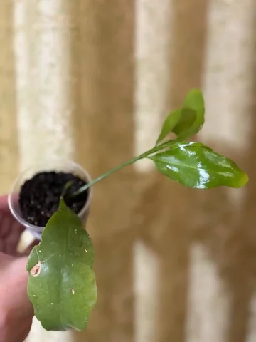 Продажа комнатного растения Эпифиллум (Ночная красавица) - частное объявление в Оренбург