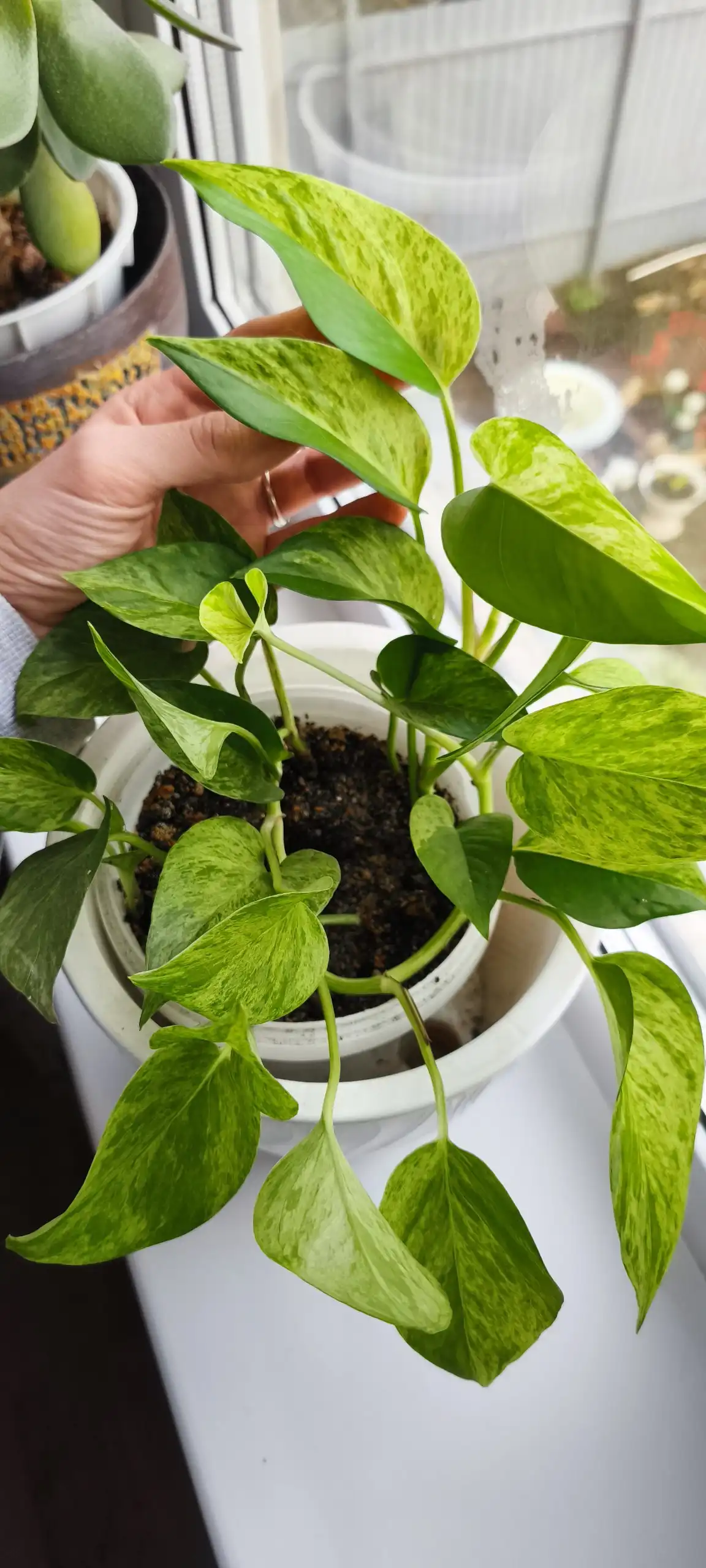 Продажа взрослого растения Эпипремнум Марбл Квин