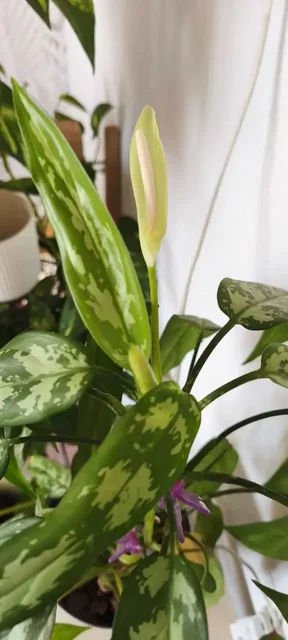 Аглаонема Мария комнатное растение - частное объявление в Оренбург