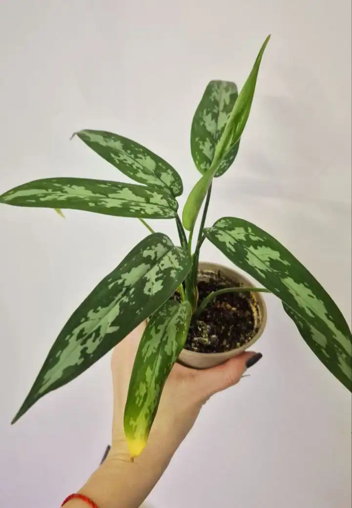 Аглаонема Мария комнатное растение