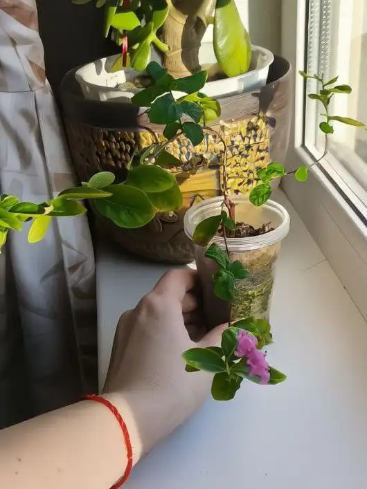 Черенки Лагестремии (Индийской сирени)