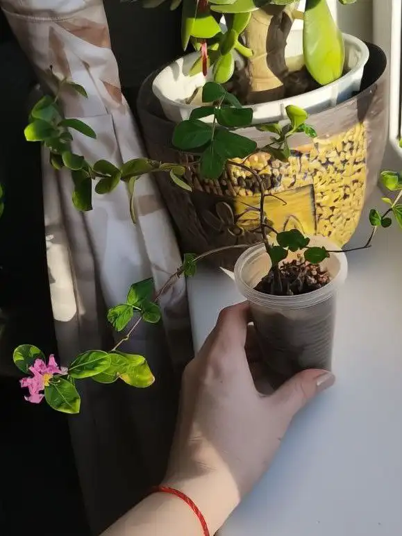 Черенки Лагестремии (Индийской сирени)