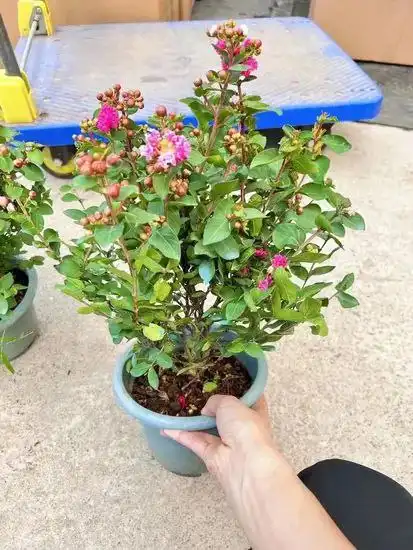 Черенки Лагестремии (Индийской сирени)