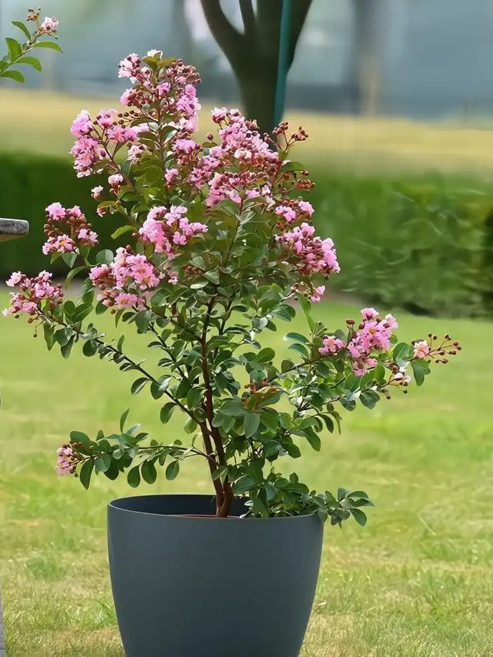 Черенки Лагестремии (Индийской сирени)