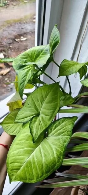 Продажа сингониума и замиокулькаса - частное объявление в Оренбург