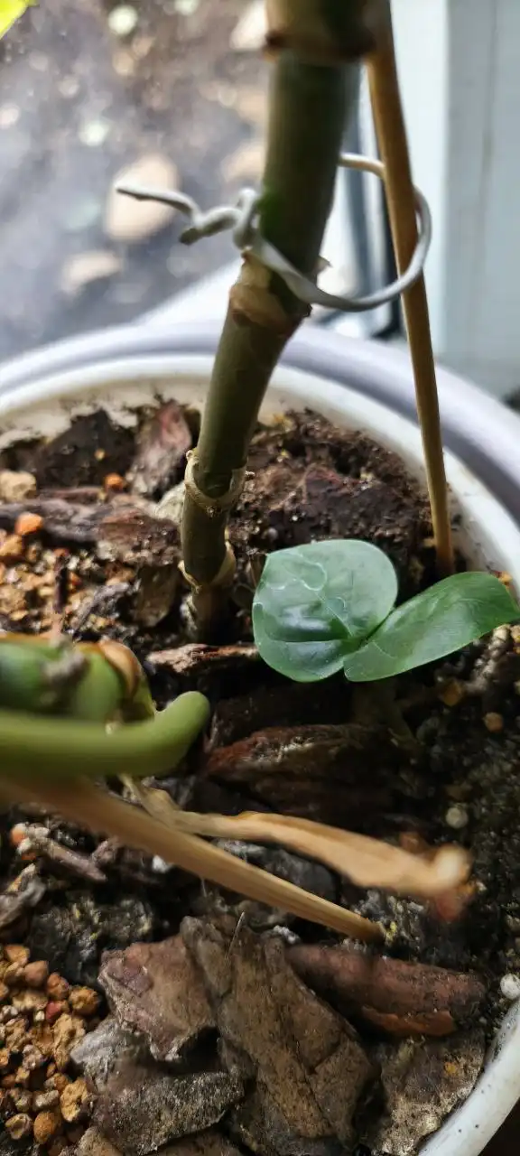 Продажа сингониума и замиокулькаса