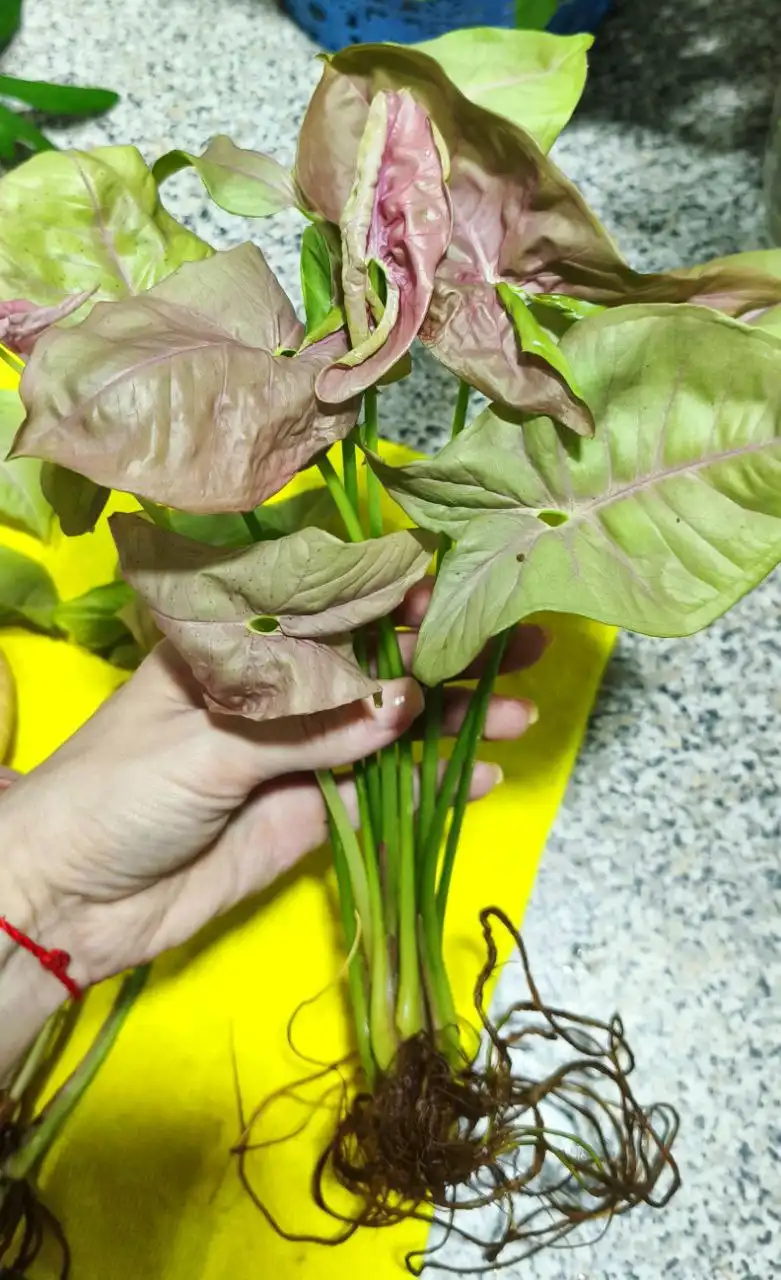 Сингониум Пинк Неон Робуста черенки