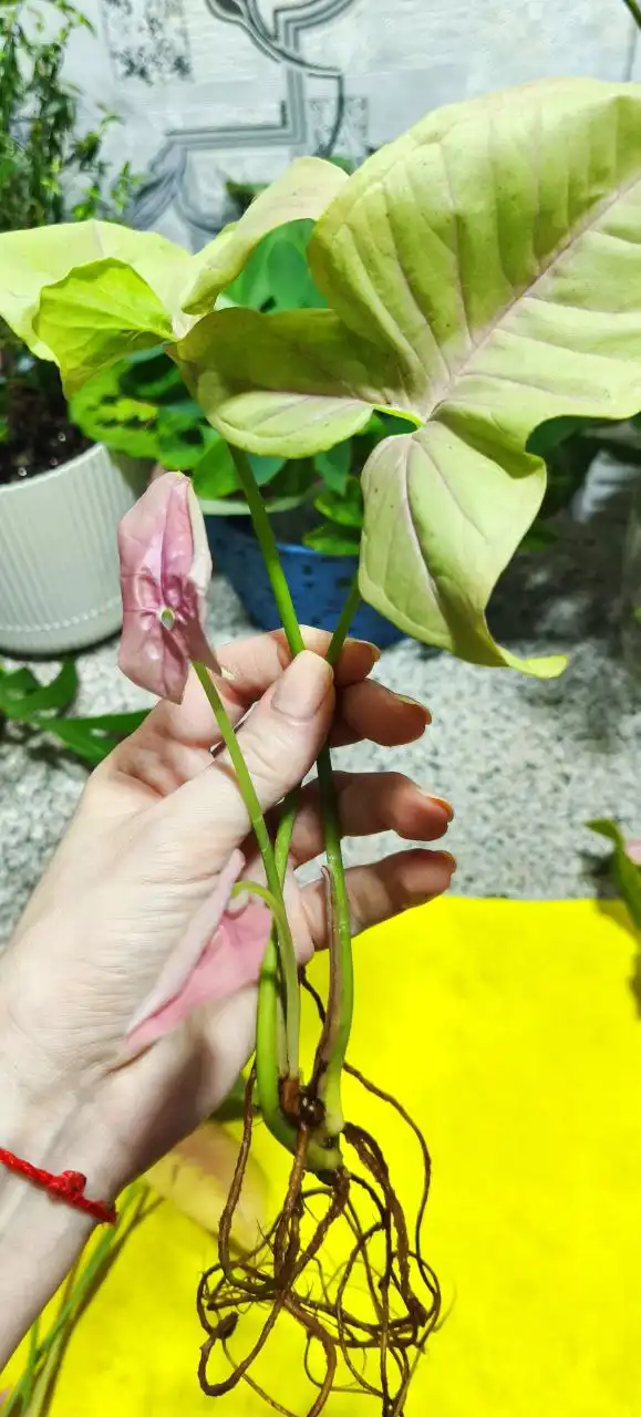 Сингониум Пинк Неон Робуста черенки