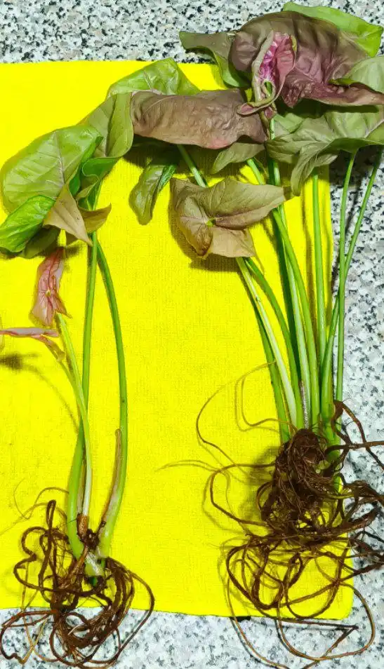 Сингониум Пинк Неон Робуста черенки