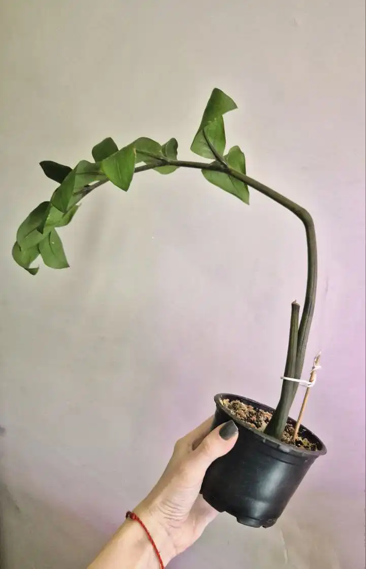 Замиокулькас комнатное растение