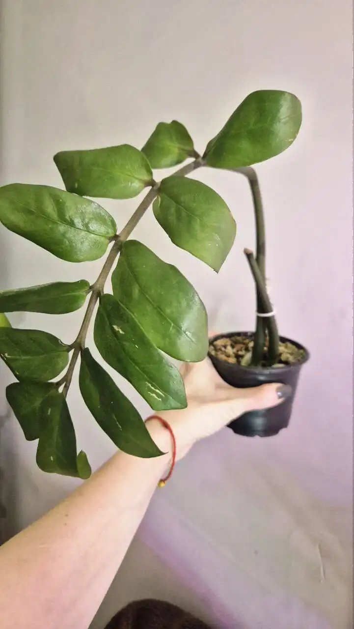 Замиокулькас комнатное растение