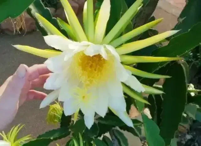 Саженцы питахайи (драконьего фрукта) - частное объявление в Оренбург