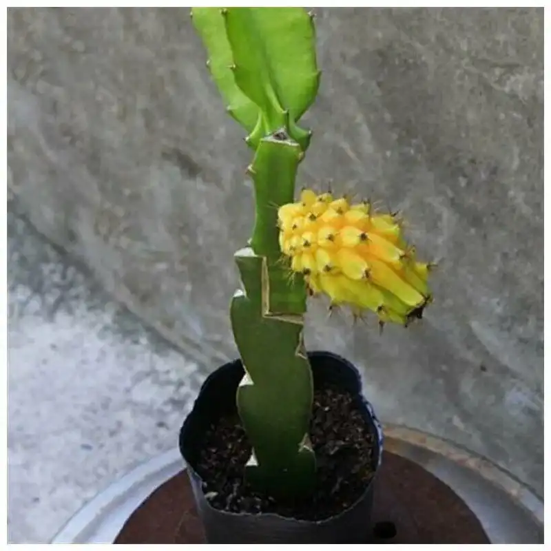 Саженцы питахайи (драконьего фрукта)