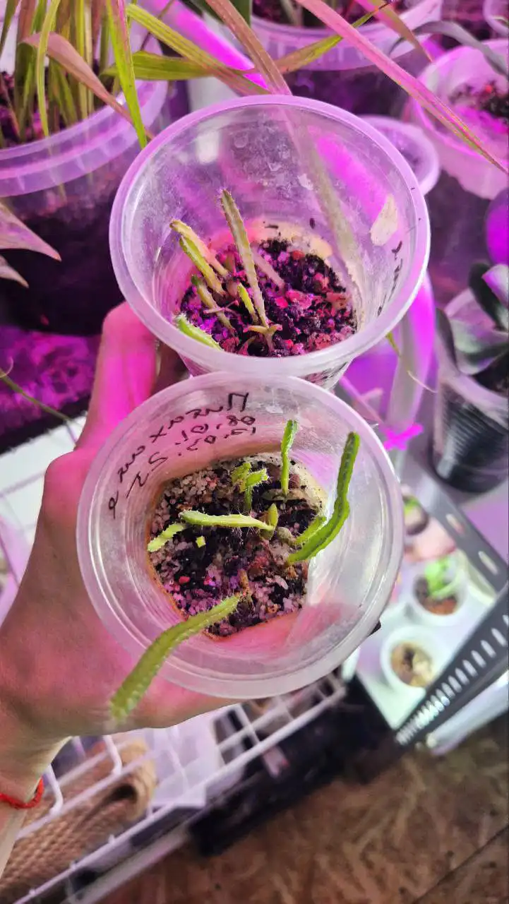 Саженцы питахайи (драконьего фрукта)