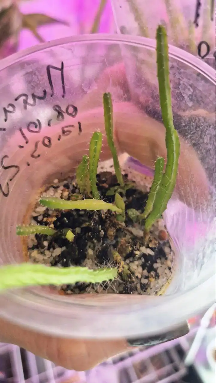 Саженцы питахайи (драконьего фрукта)