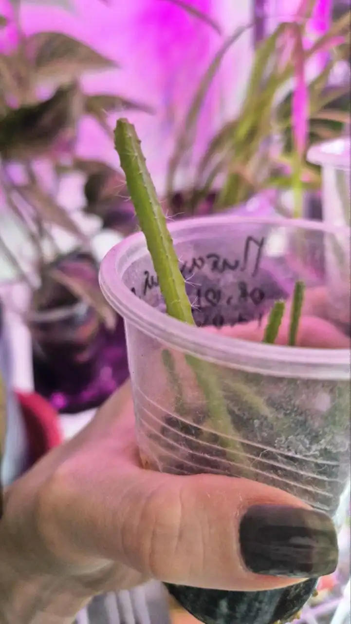 Саженцы питахайи (драконьего фрукта)