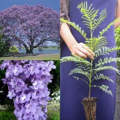 Саженцы жакаранды фиалкового дерева