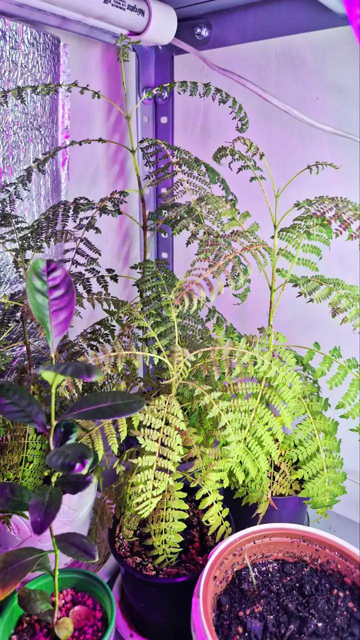 Саженцы жакаранды фиалкового дерева