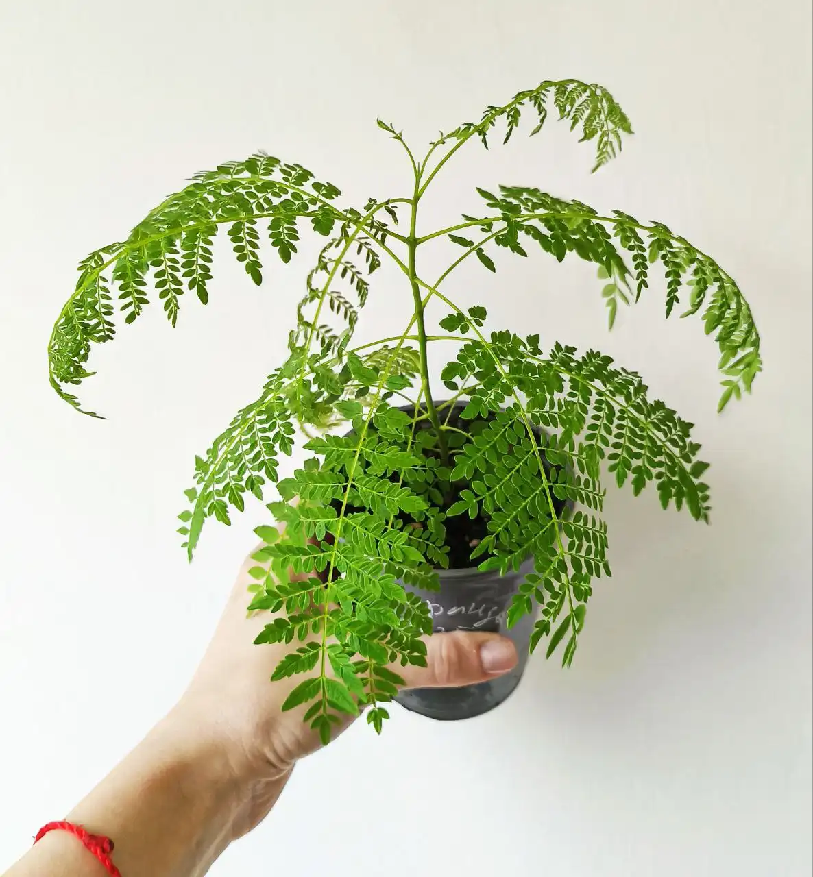 Саженцы жакаранды фиалкового дерева