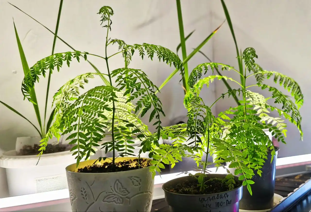 Саженцы жакаранды фиалкового дерева