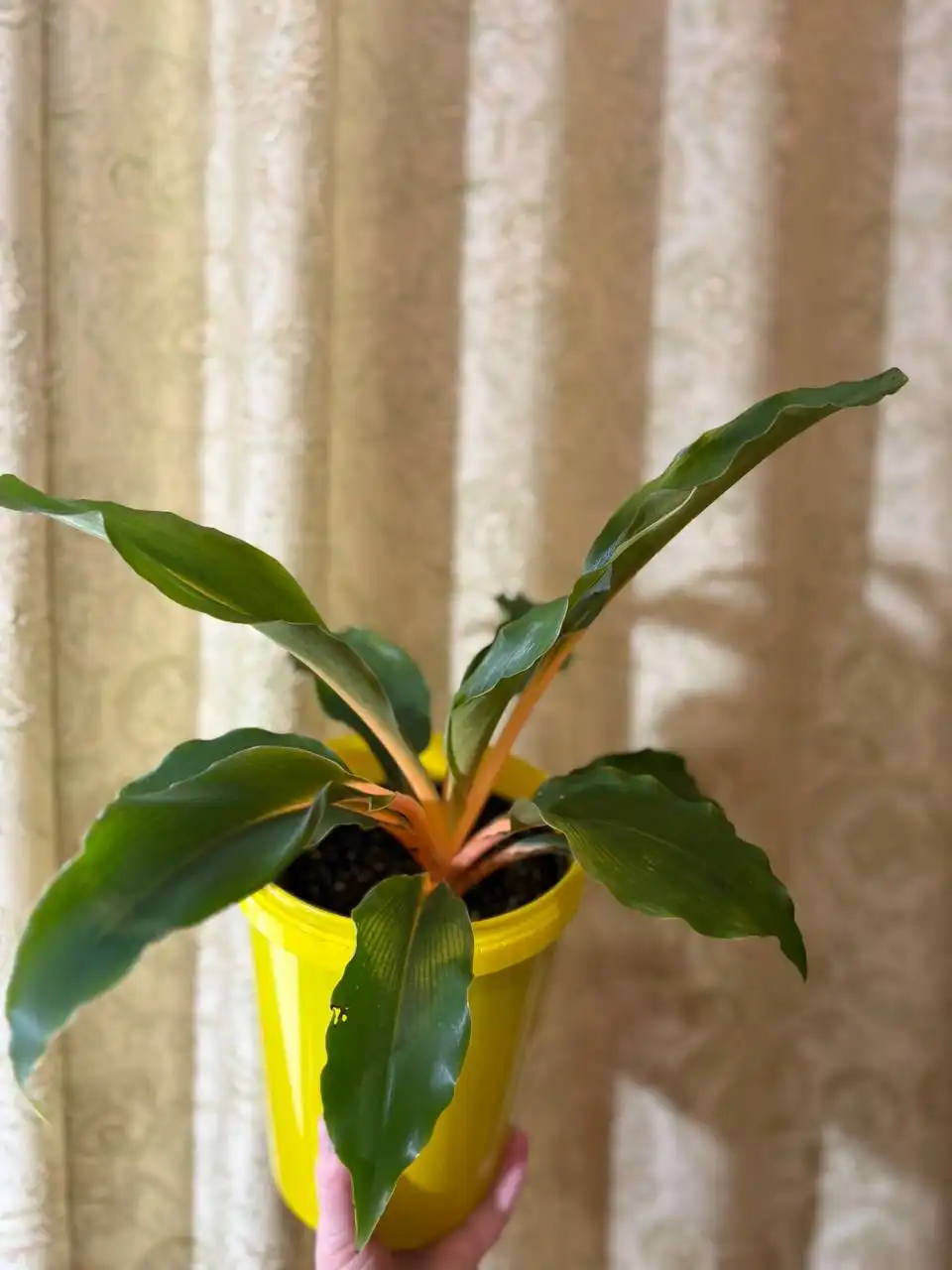 Хлорофитум Оранж в Оренбурге