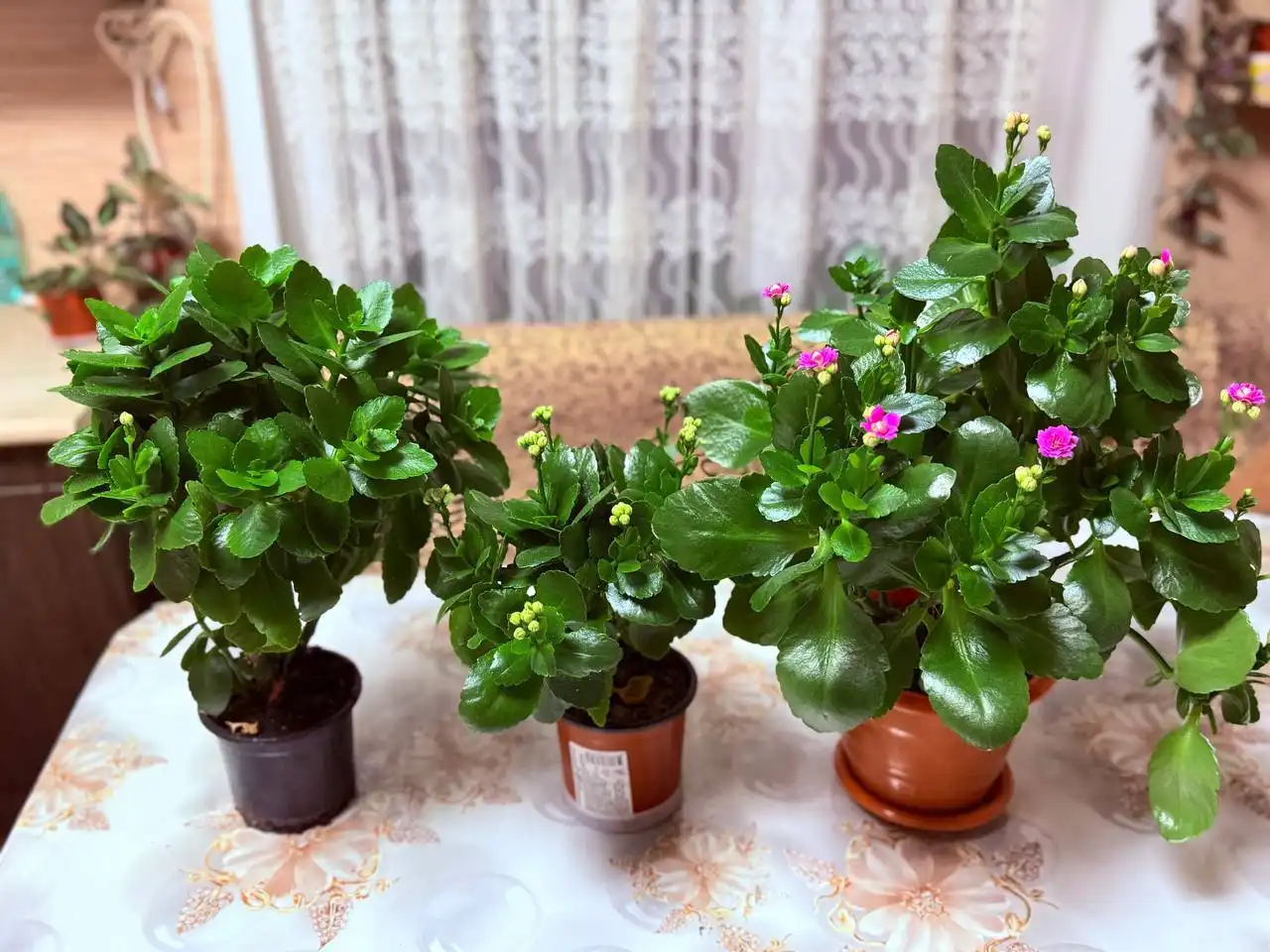 Продажа комнатных растений в Оренбурге