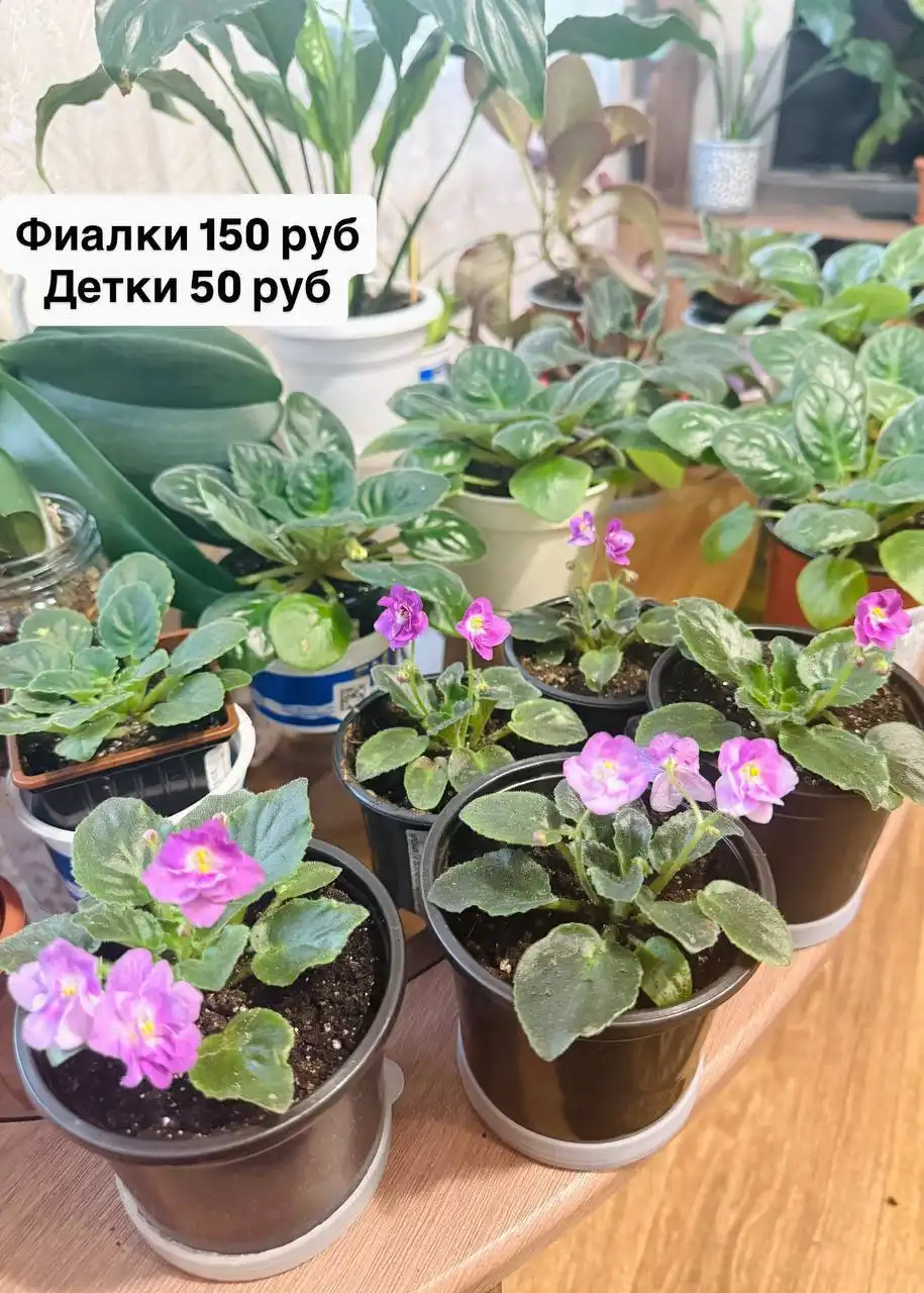 Продажа комнатных растений в Оренбурге