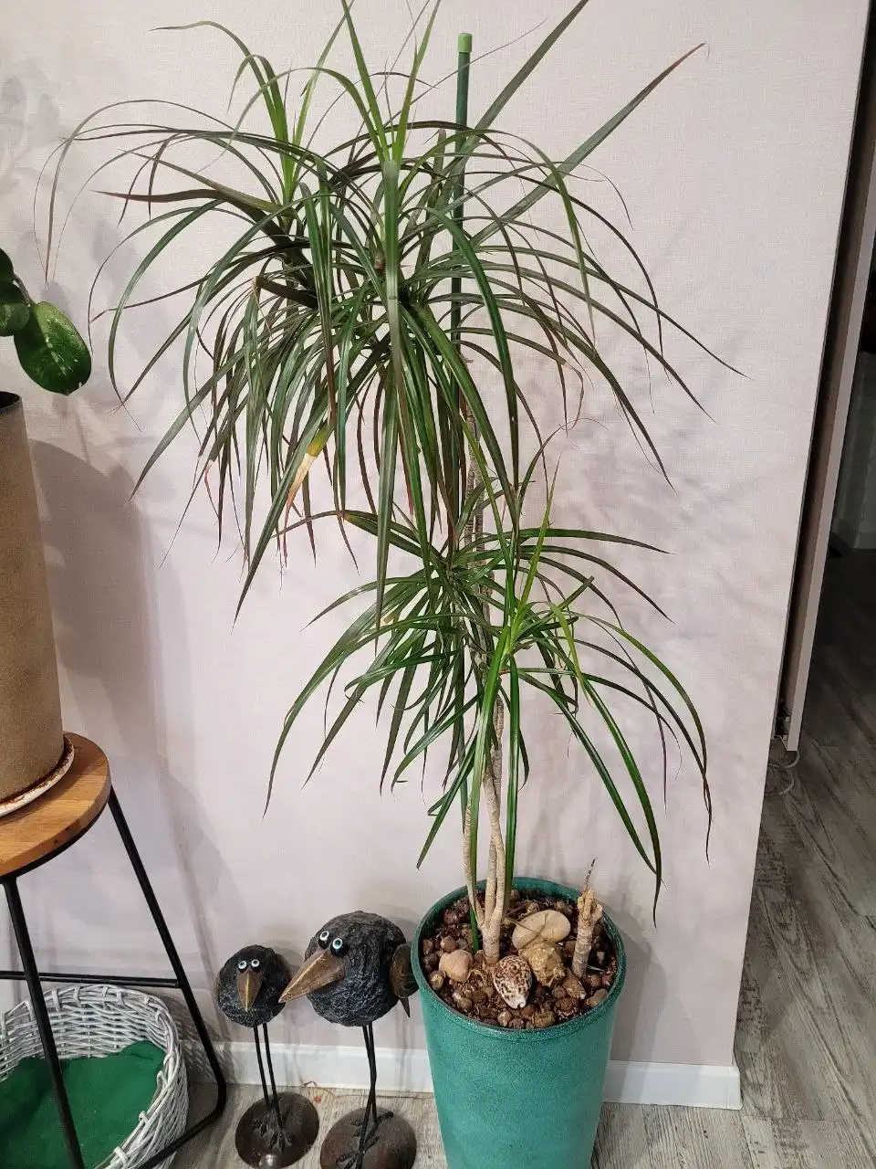 Взрослая драцена