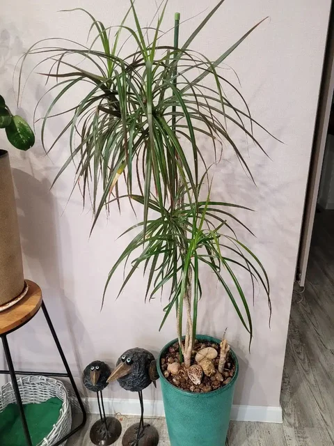 Взрослая драцена - частное объявление в Оренбург