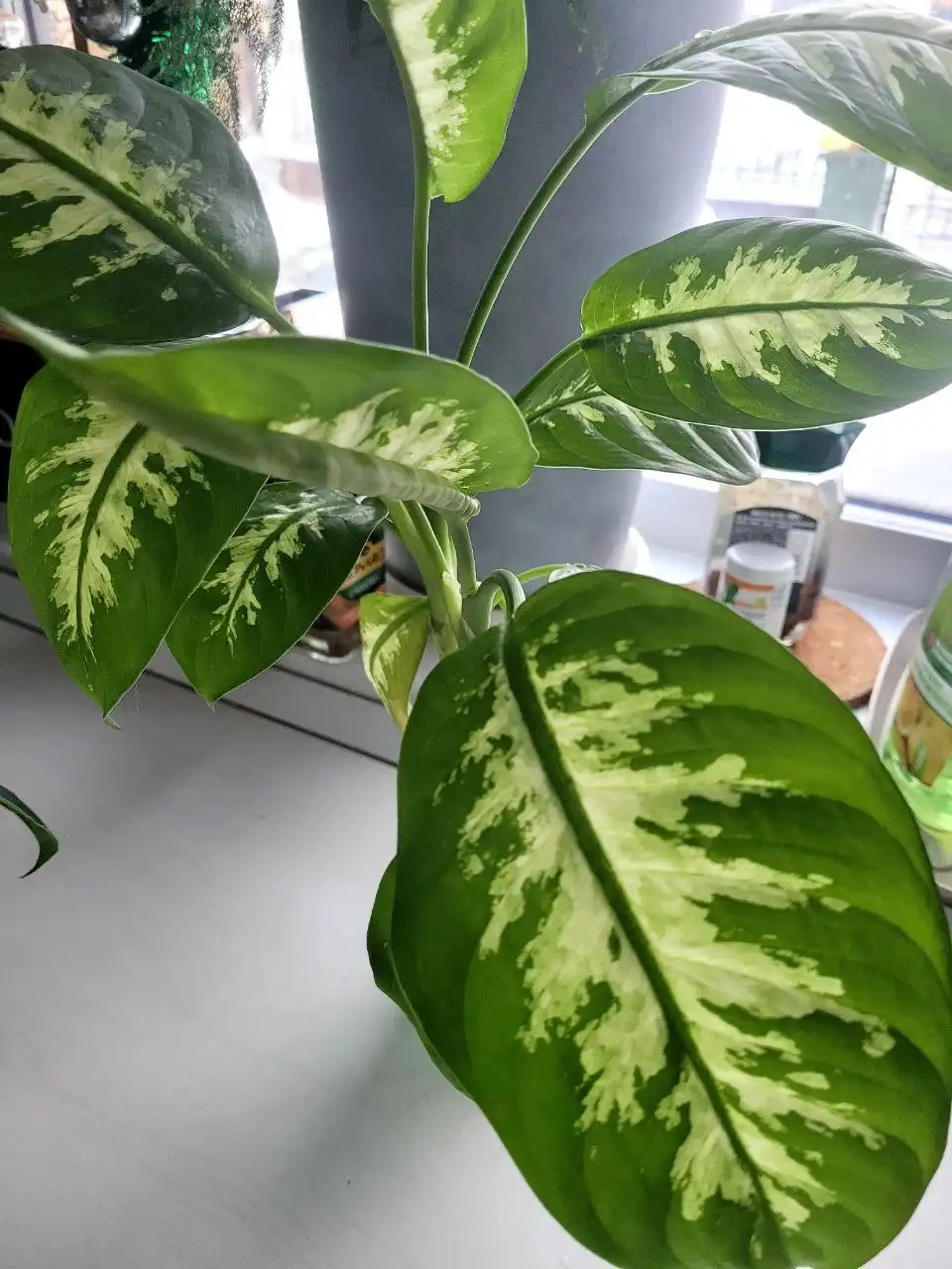 Укорененные комнатные растения