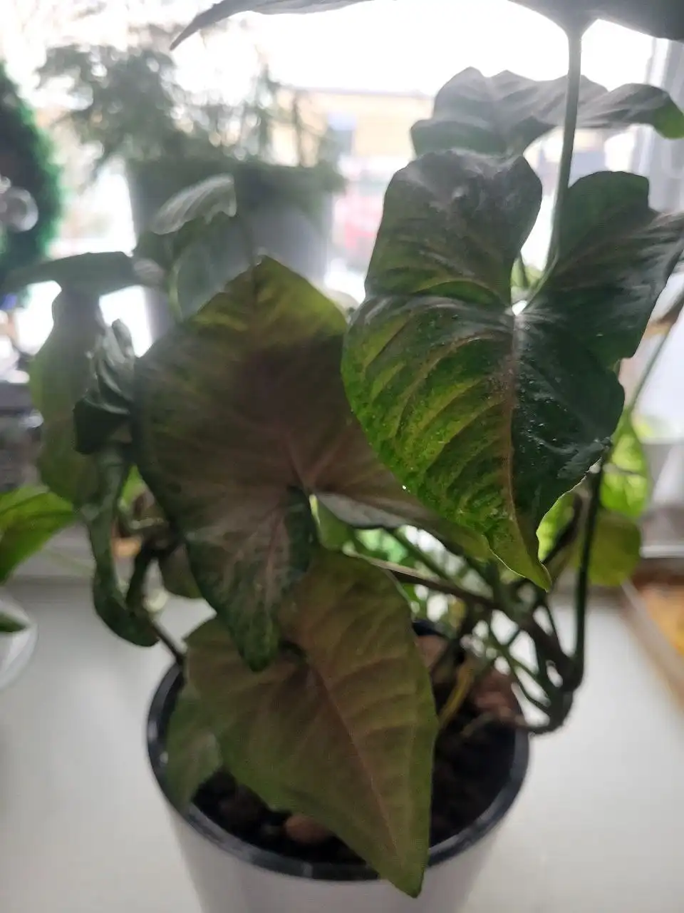 Укорененные комнатные растения