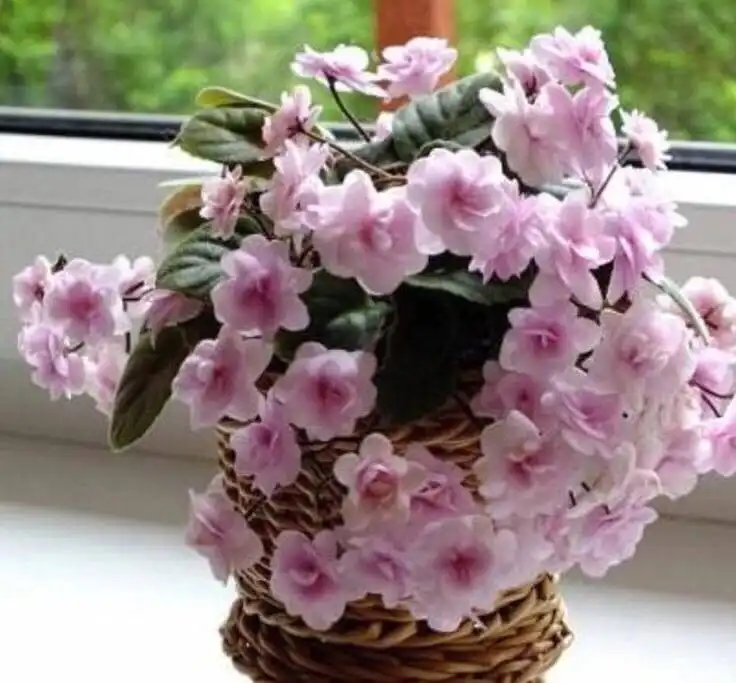 Детки фиалок на продажу