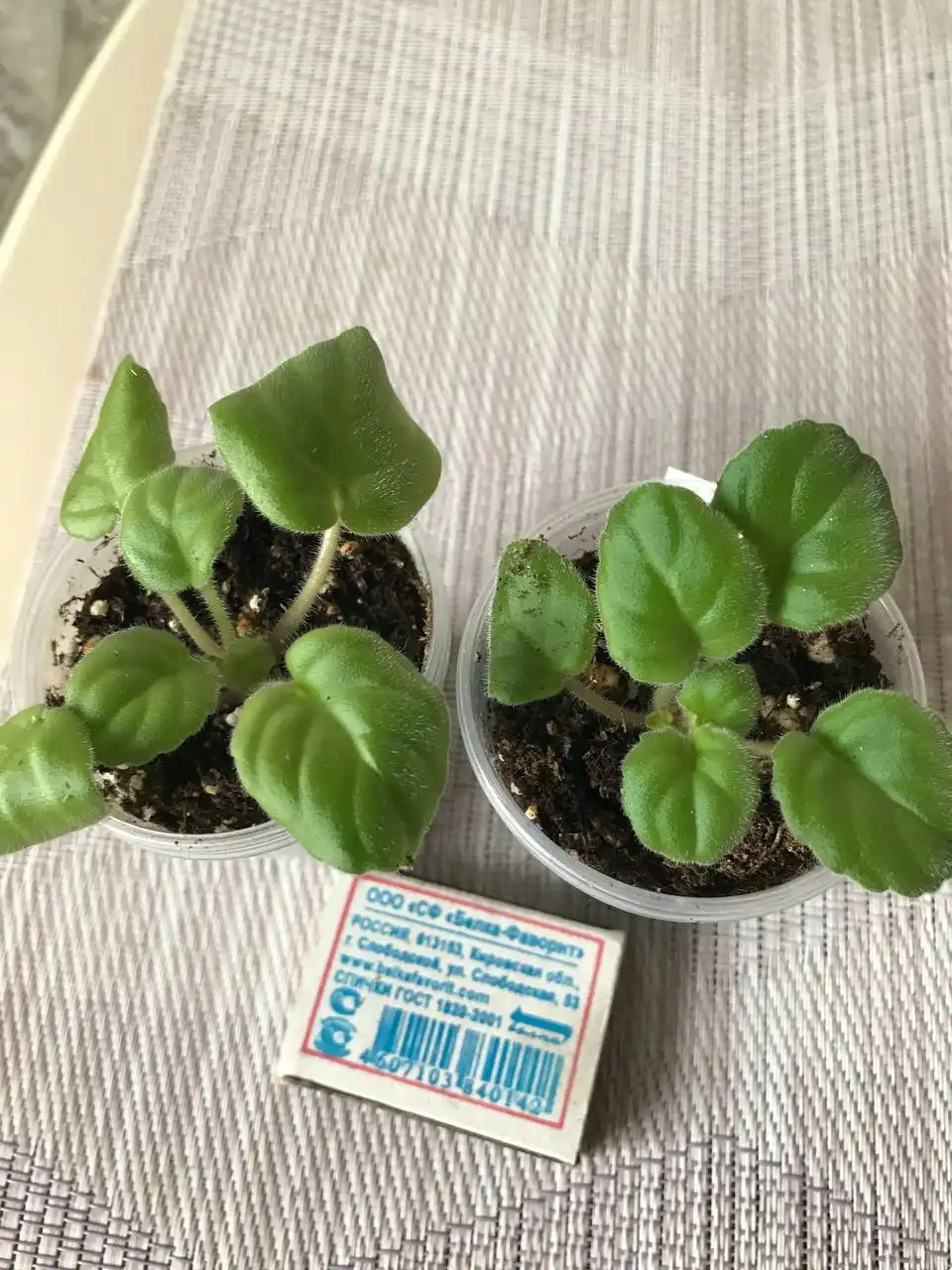 Детки фиалок на продажу