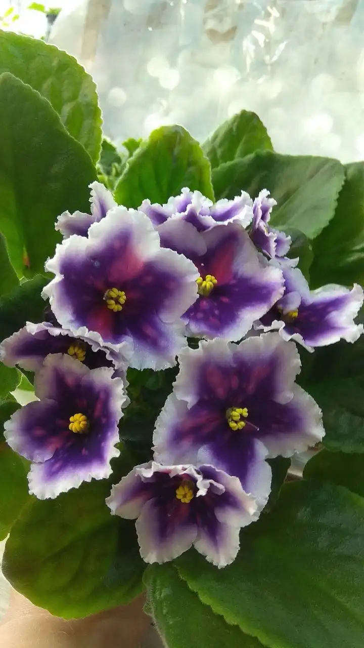 Детки фиалок на продажу