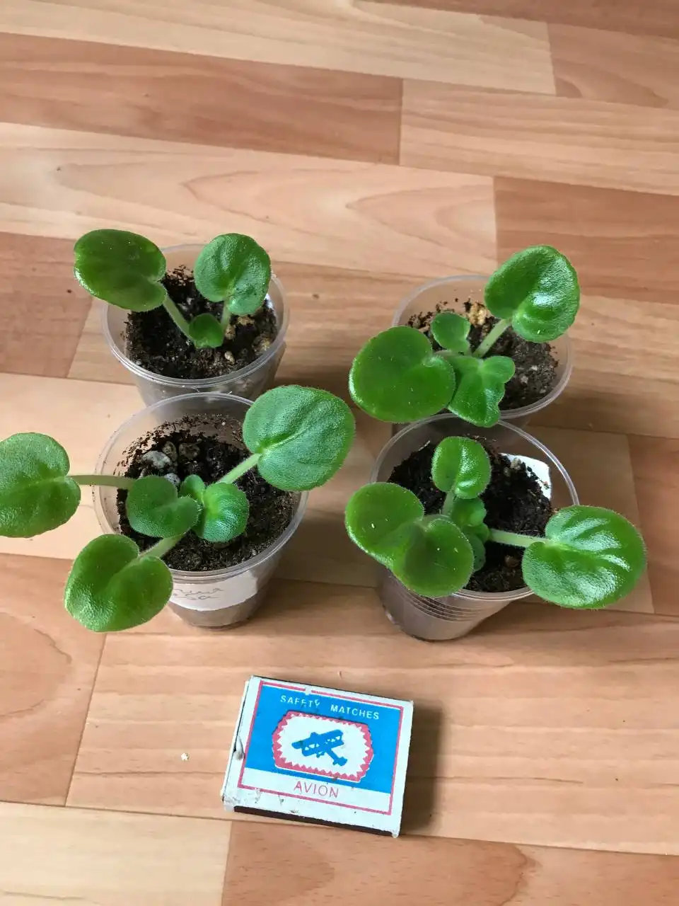 Детки фиалок на продажу