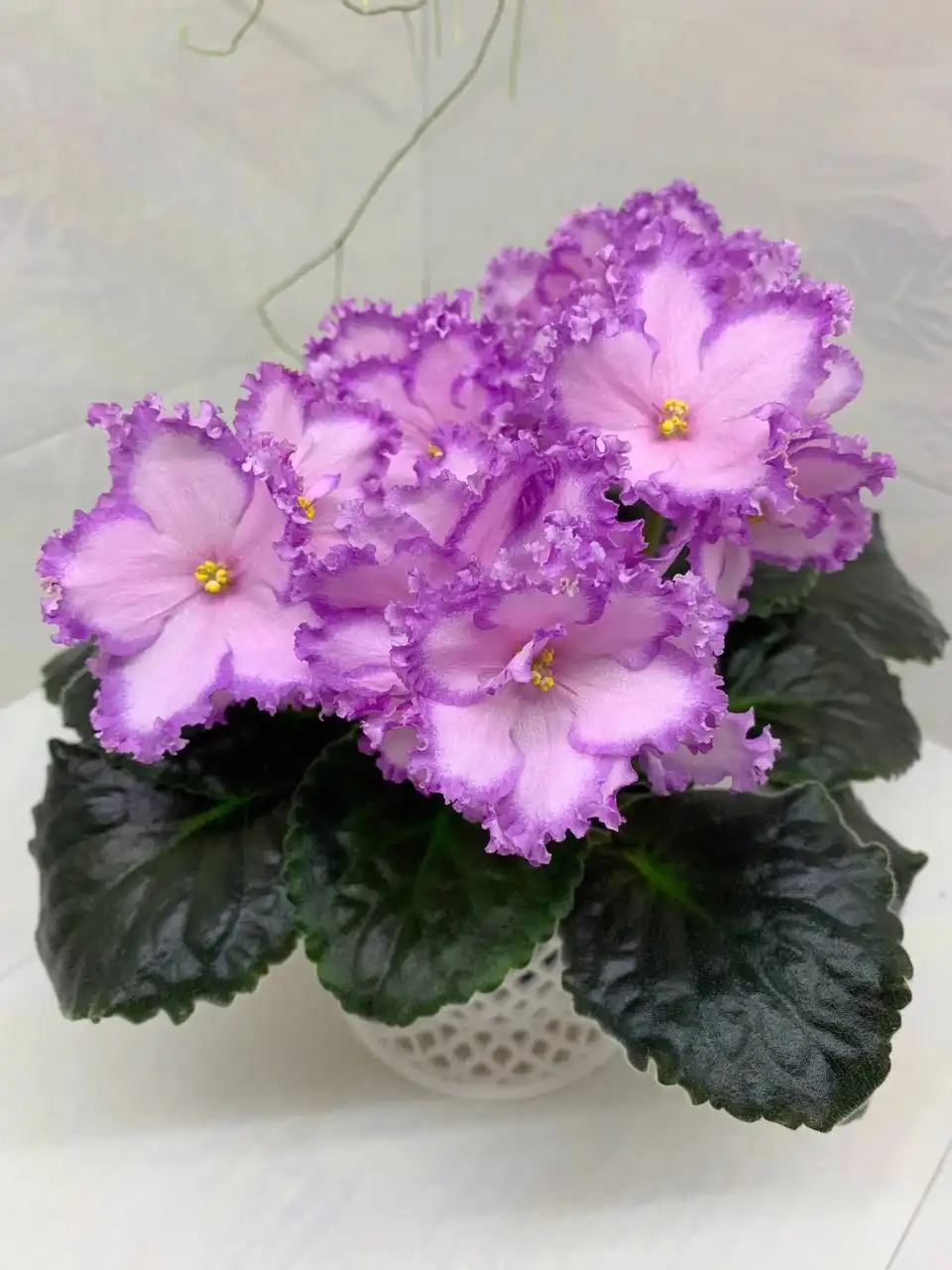 Детки фиалок на продажу