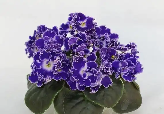 Детки фиалок на продажу