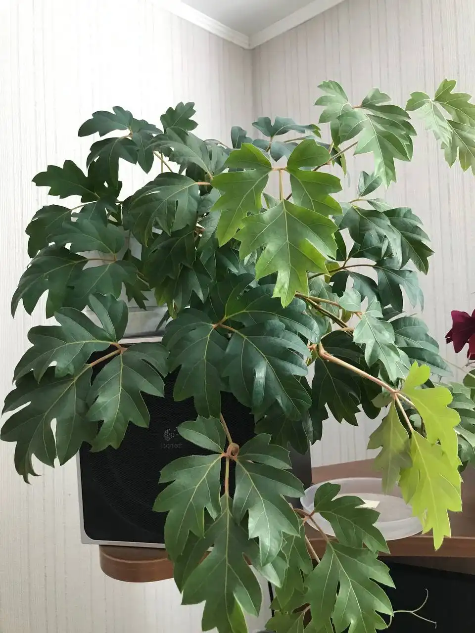 Укоренённые черенки циссуса