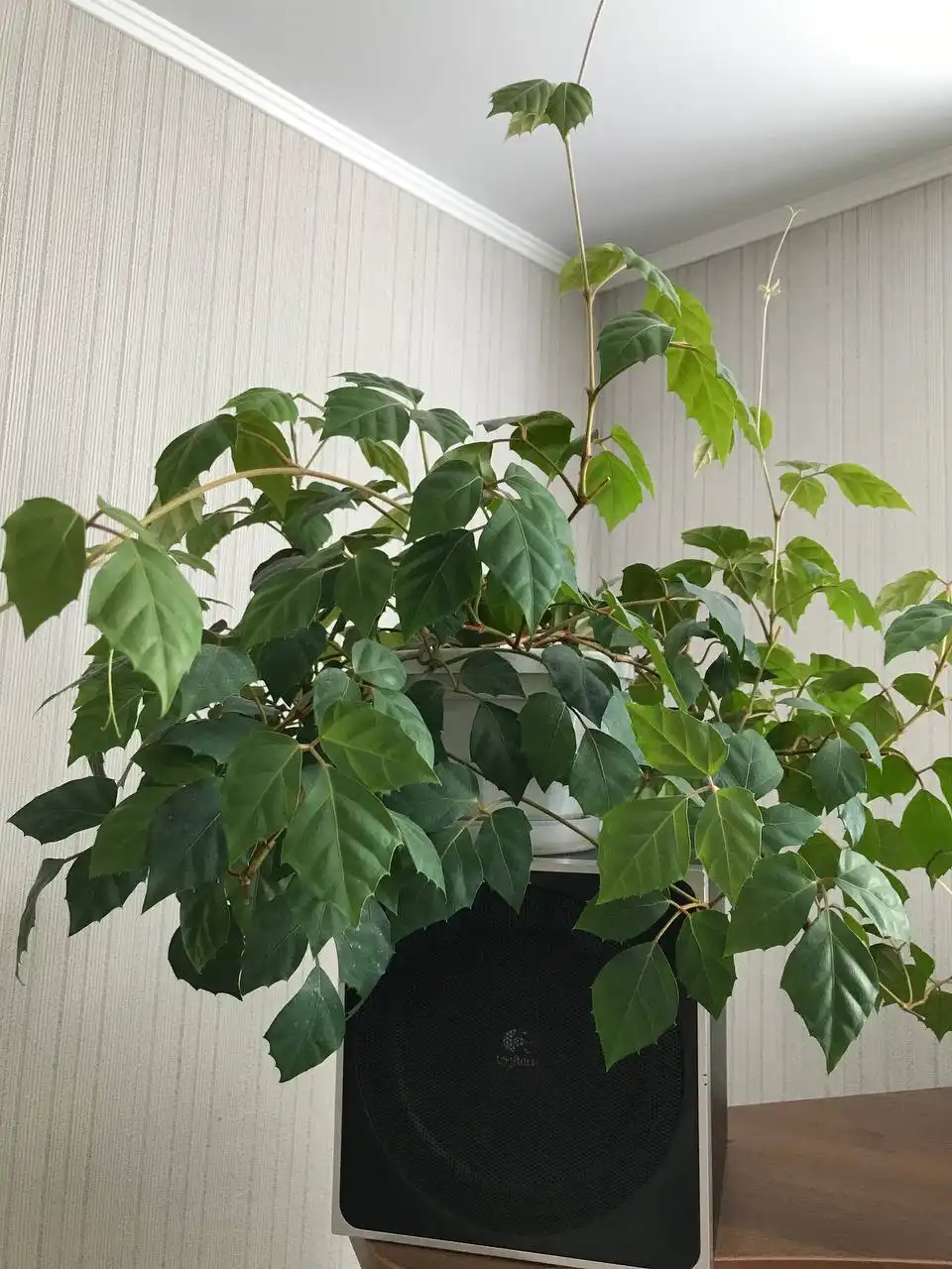 Укоренённые черенки циссуса